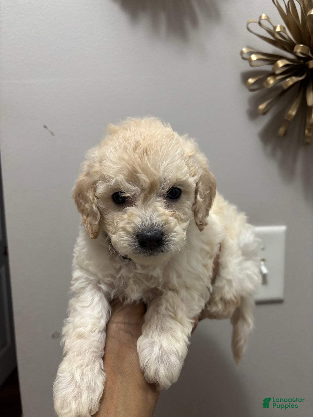 Cockapoo dogs for stud: kiki cockapoos  - Ad 3