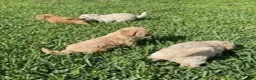 Bichpoo dogs for sale: Bichpoo Cutie Pie 3 - Ad 3