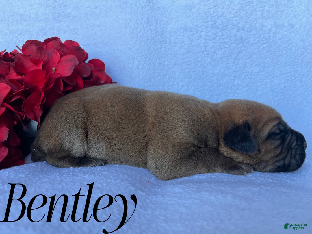 Cane Corso dogs for sale: Bentley - Ad 1