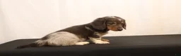 Dachshund dogs for sale: Oscar - Ad 9