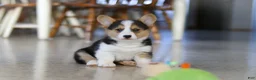 Welsh Corgi Pembroke dogs for sale: Princess - Ad 7