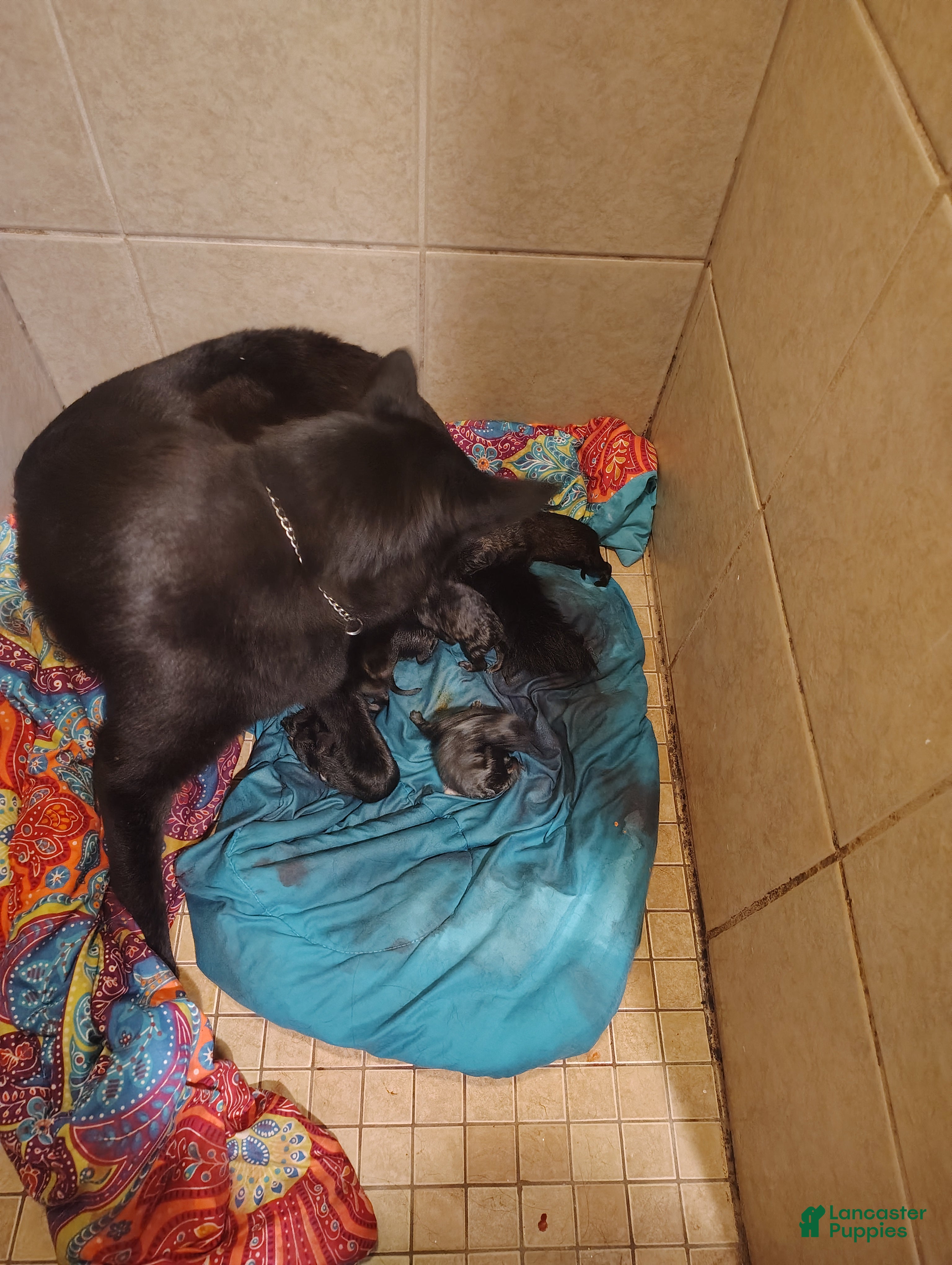 German Shepherd dogs German Shepherd Puppy 5 - Ad 3