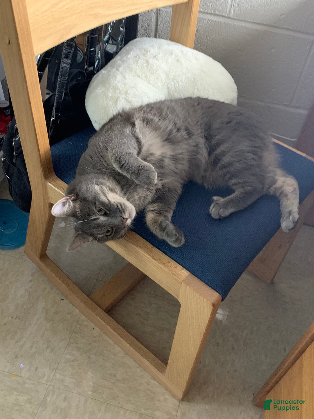 Mixed Breed dogs for sale: rosy - Ad 7