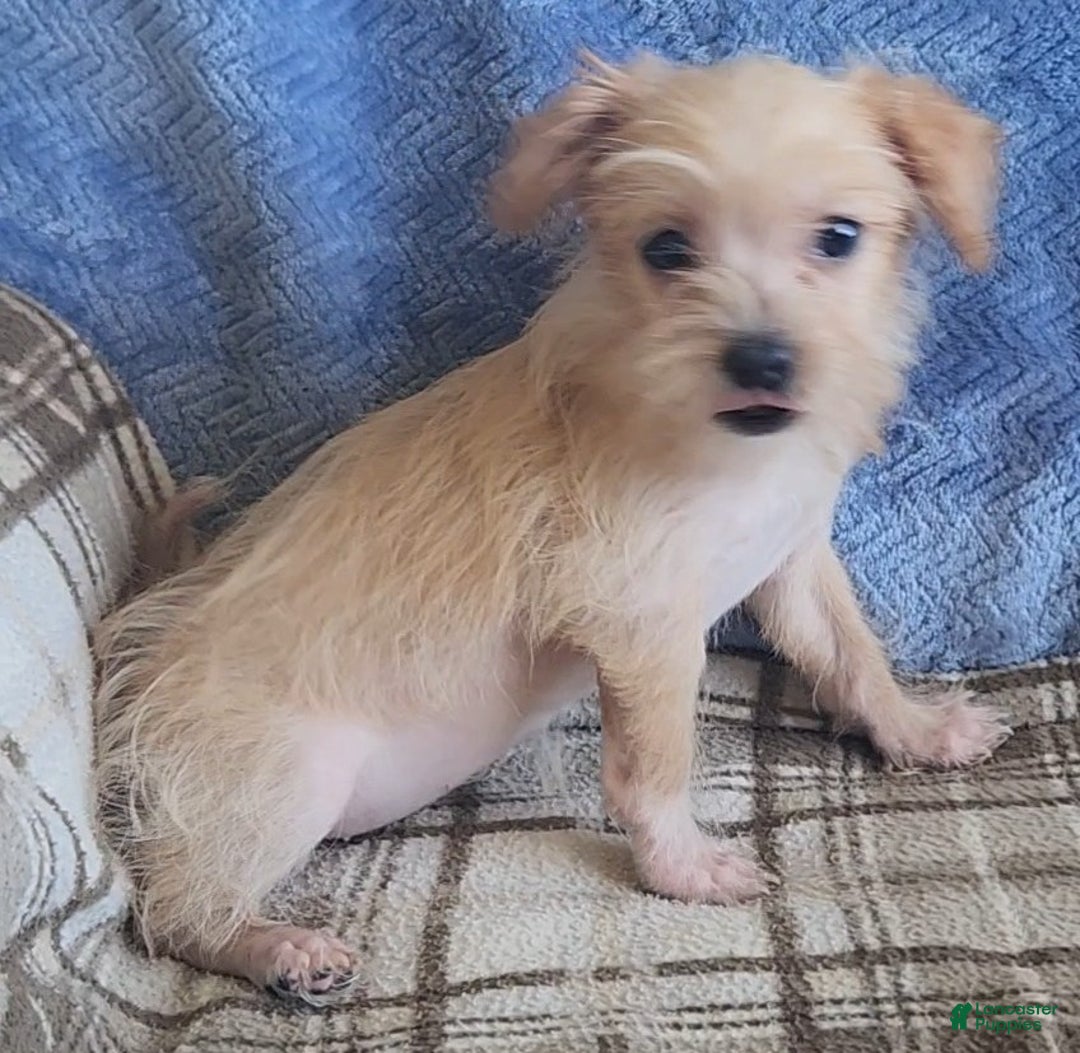 Mixed Breed dogs for sale: Maddie - Ad 10