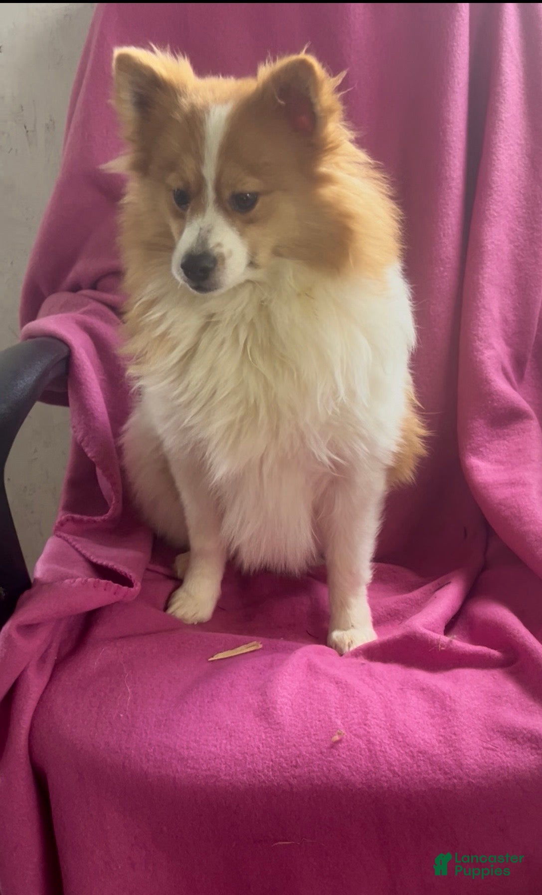 Pomeranian dogs Walter - Ad 2