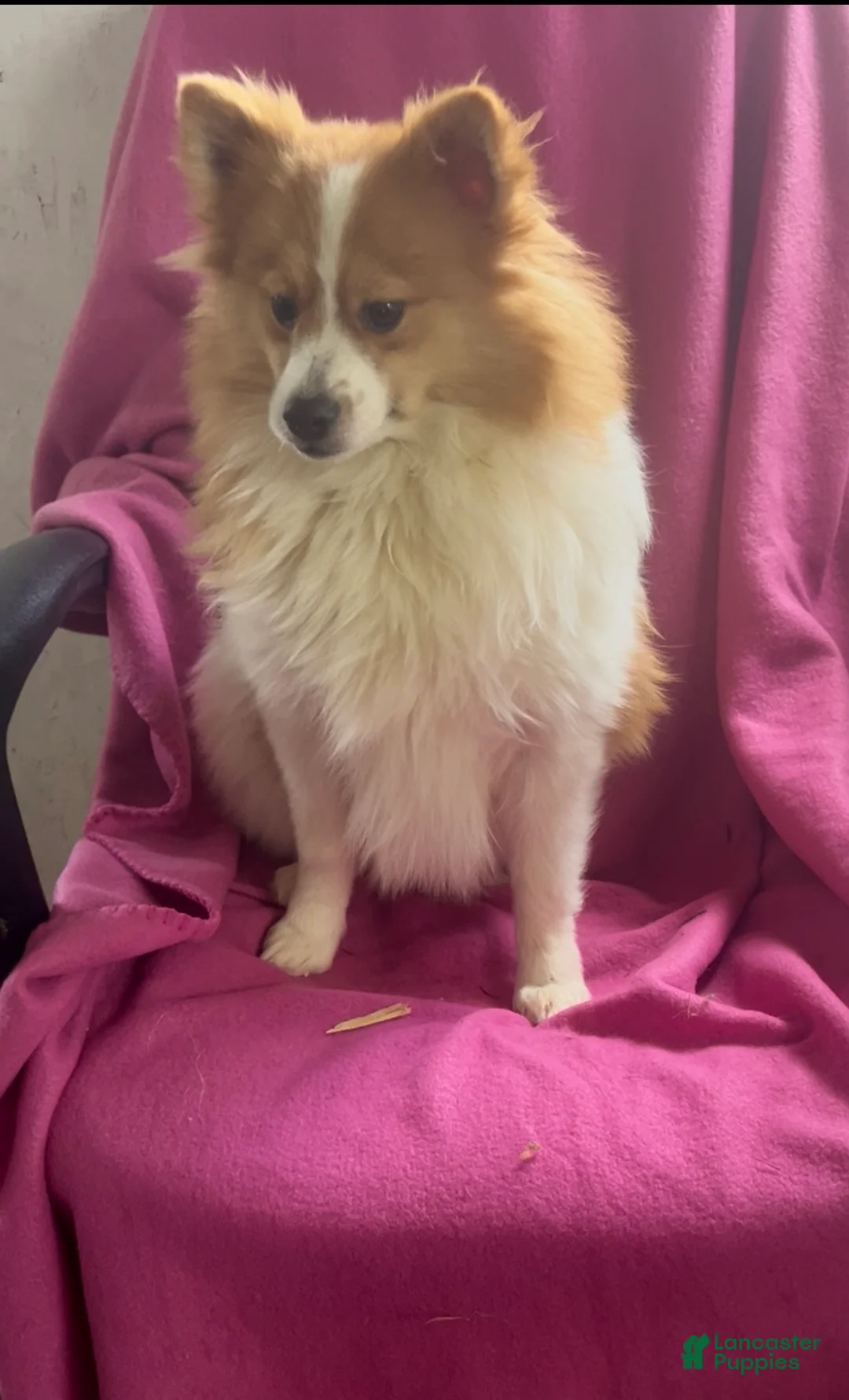 Pomeranian dogs for sale: Walter - Ad 2