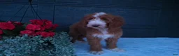 Goldendoodle dogs for sale: Ginger  - Ad 12