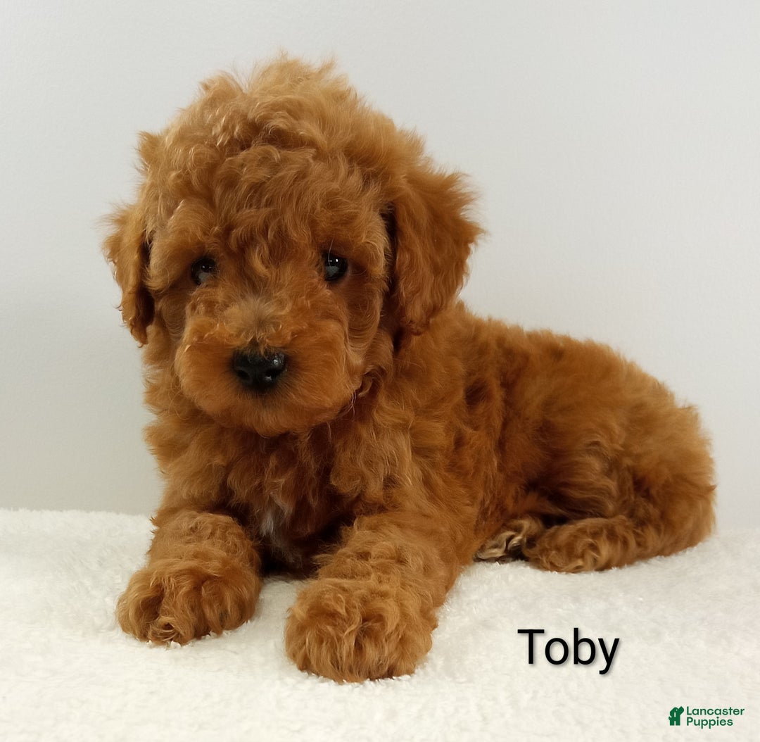 Toy Poodle dogs for sale: Toby -AKC  - Ad 5