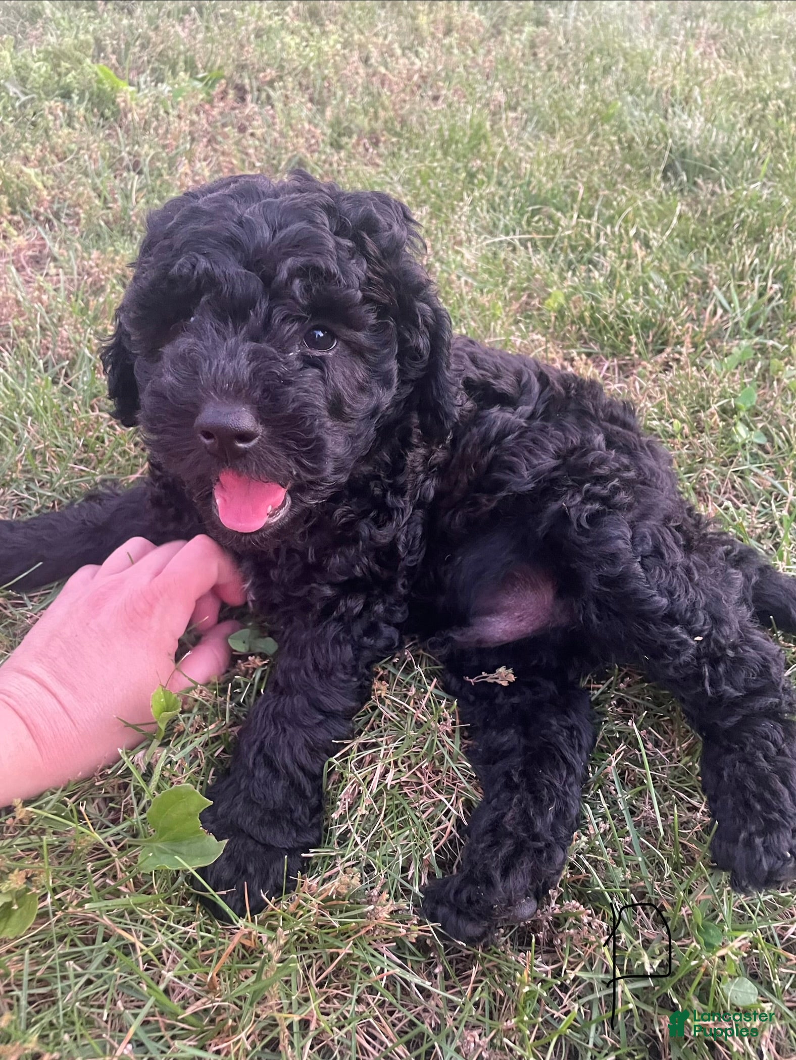 Miniature Poodle dogs Lucy - Ad 1