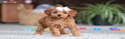 Cavapoo dogs for sale: Adele - Ad 10