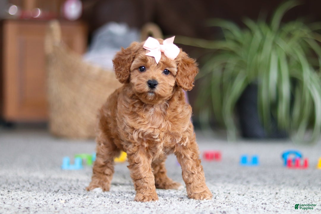 Cavapoo dogs for sale: Adele - Ad 10