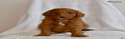 Goldendoodle dogs for sale: Diana - Ad 2