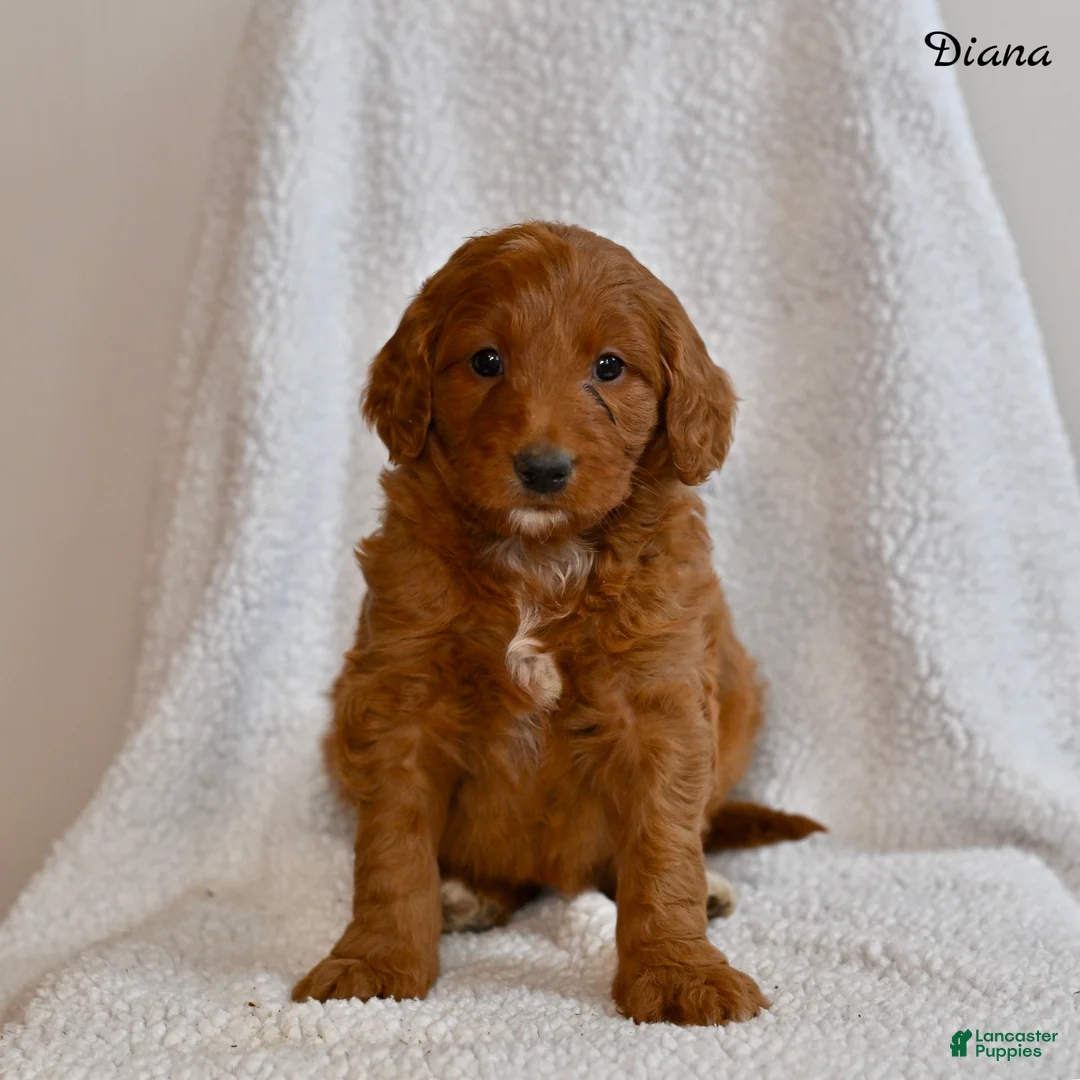 Goldendoodle dogs for sale: Diana - Ad 2