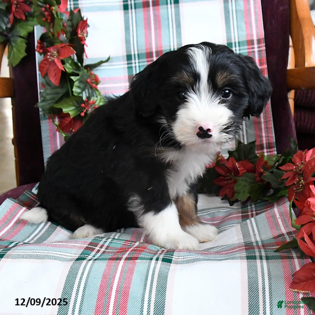Bernedoodle dogs for sale: Cora  - Ad 2