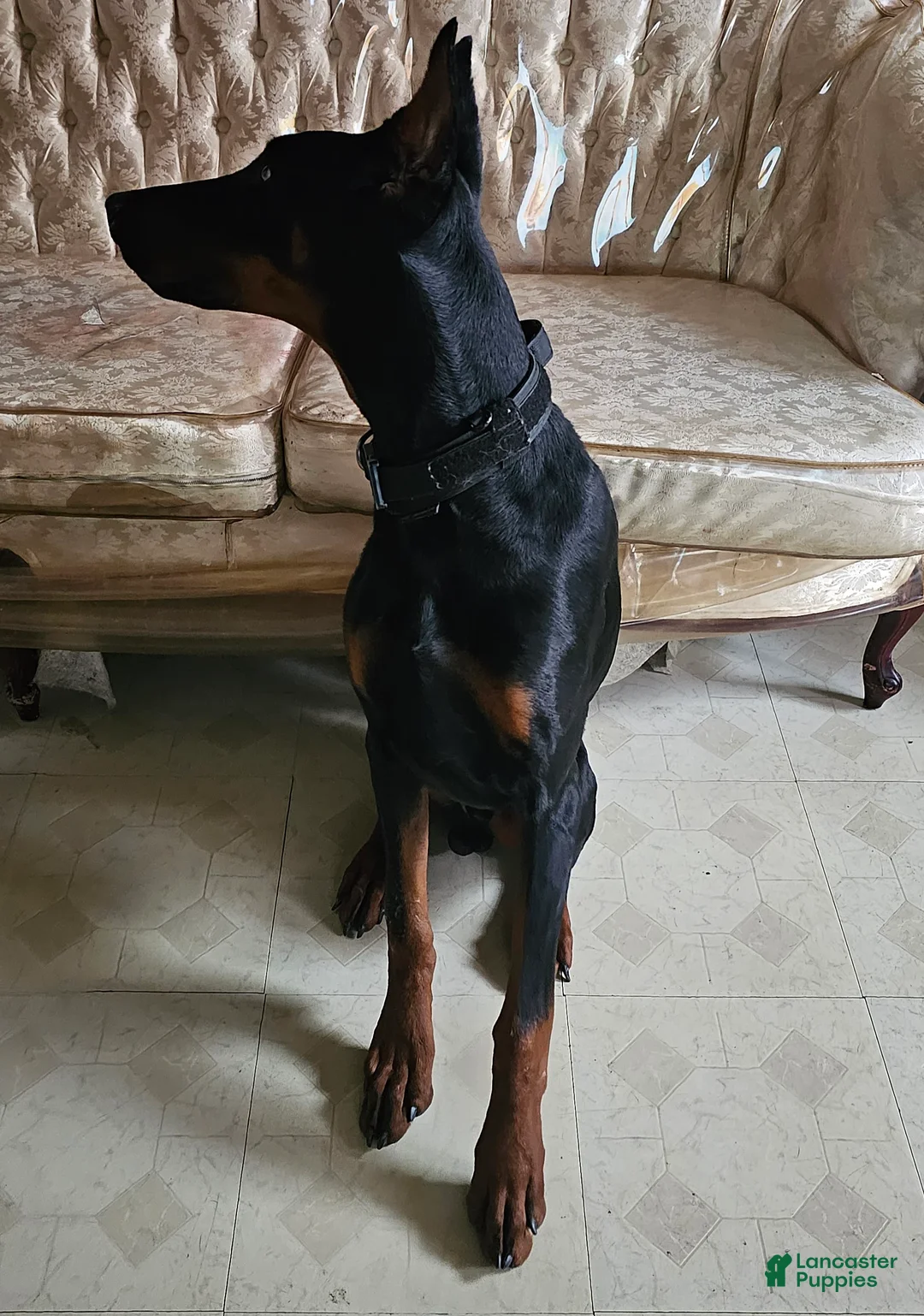 Doberman Pinscher dogs for sale: Doberman Pinscher Puppy 1 - Ad 2