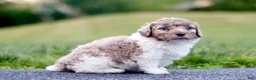 Mini Bernedoodle dogs for sale: Goose - Ad 1