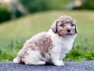Mini Bernedoodle dogs for sale: Goose - Ad 4