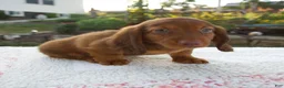Miniature Dachshund dogs for sale: Nico - Ad 5