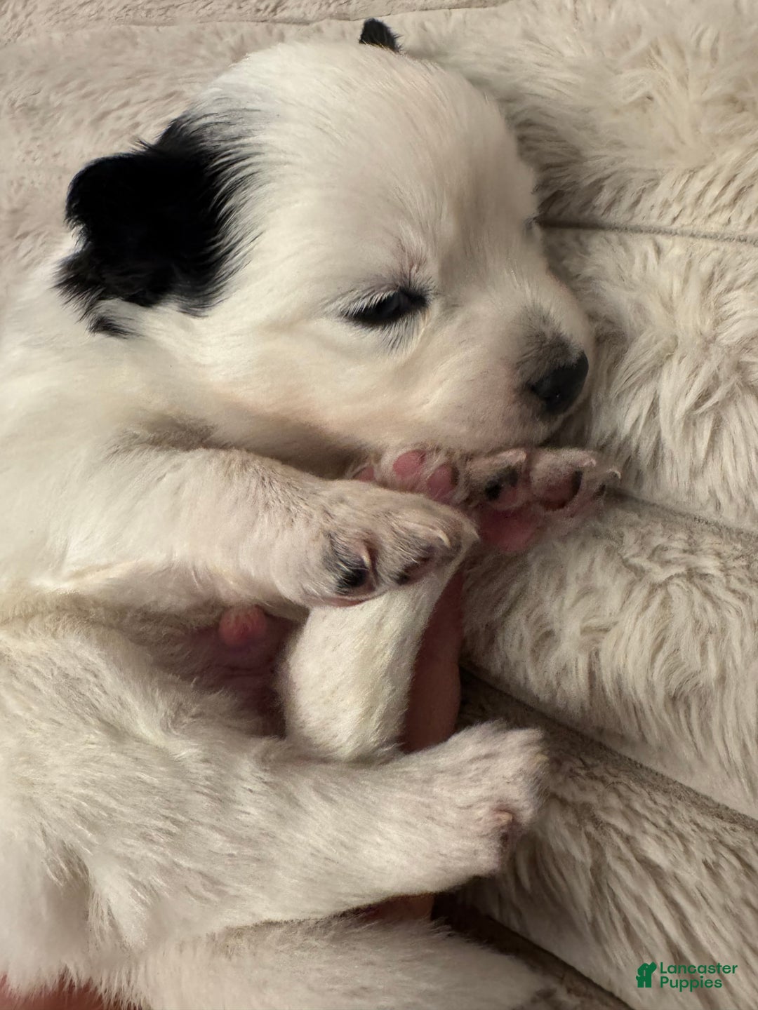 Pomsky dogs for sale: White Male with black spots - Ad 13