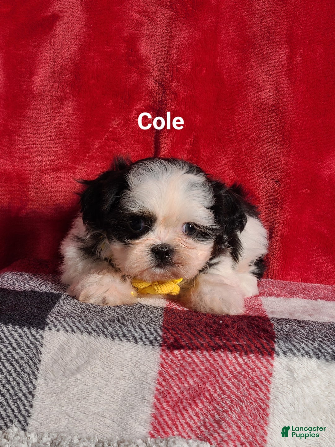 Shih Tzu dogs for sale: Cole  - Ad 1