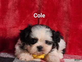 Shih Tzu dogs Cole - Ad 40