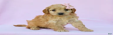 Ivy F1B Cavapoo Pup