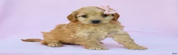 Cavapoo dogs for sale: Ivy F1B Cavapoo Pup - Ad 1