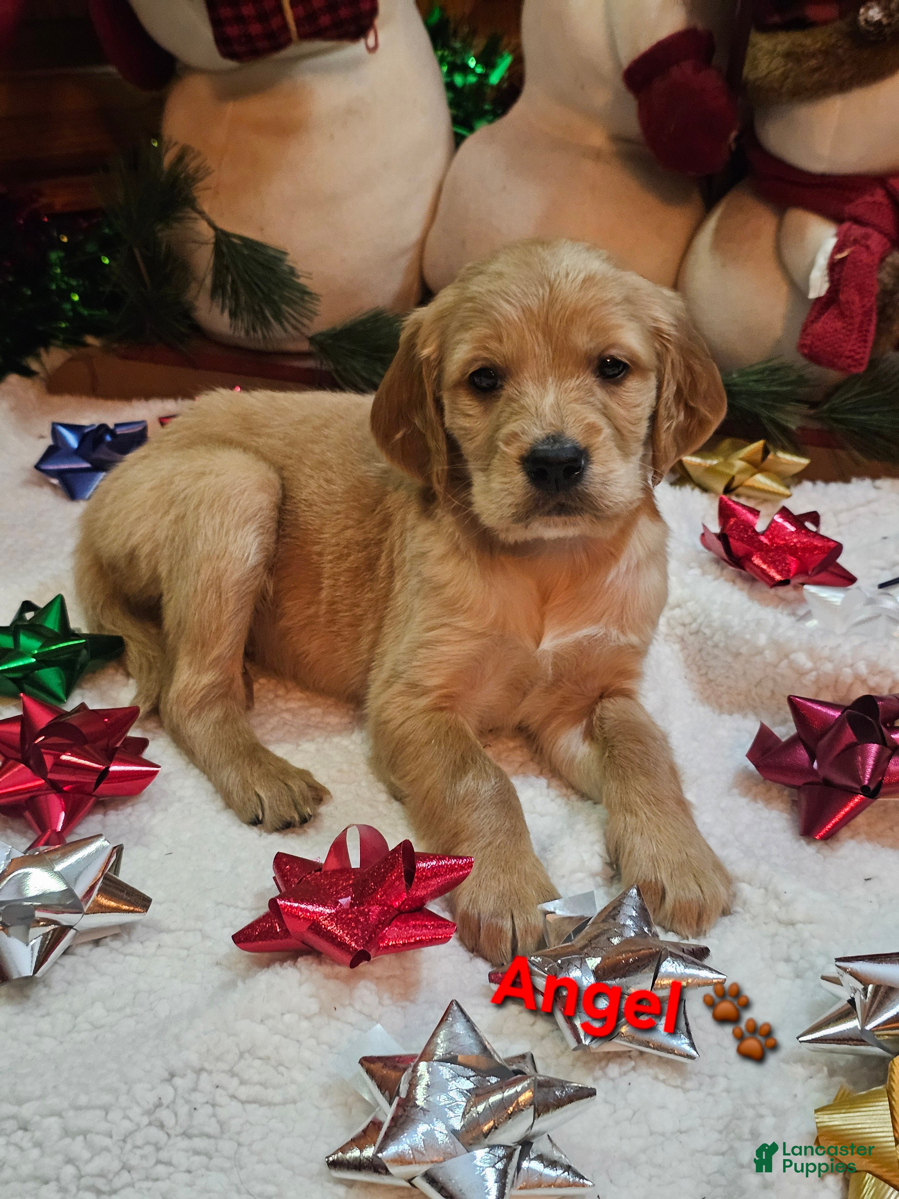 Goldendoodle dogs Angel - Ad 7