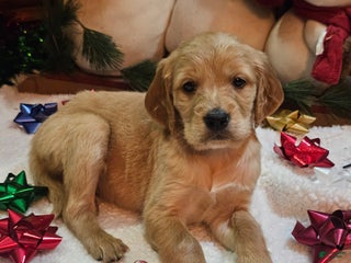 Goldendoodle dogs Angel - Ad 17