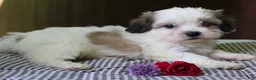 Mixed Breed dogs for sale: Kaydence - Ad 6