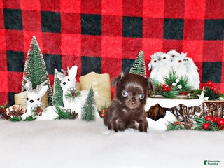 Chihuahua dogs Wilford - Ad 15