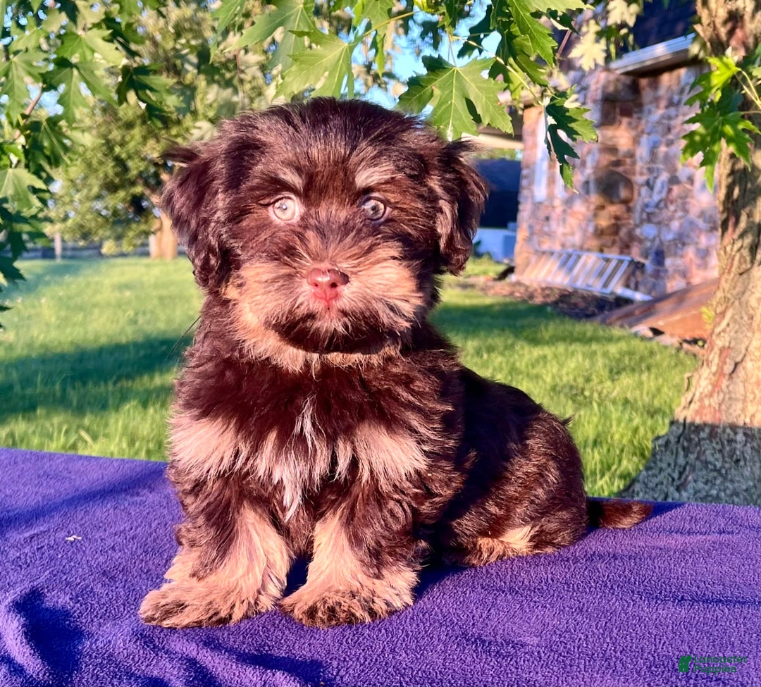 Gallery Image {{count}}