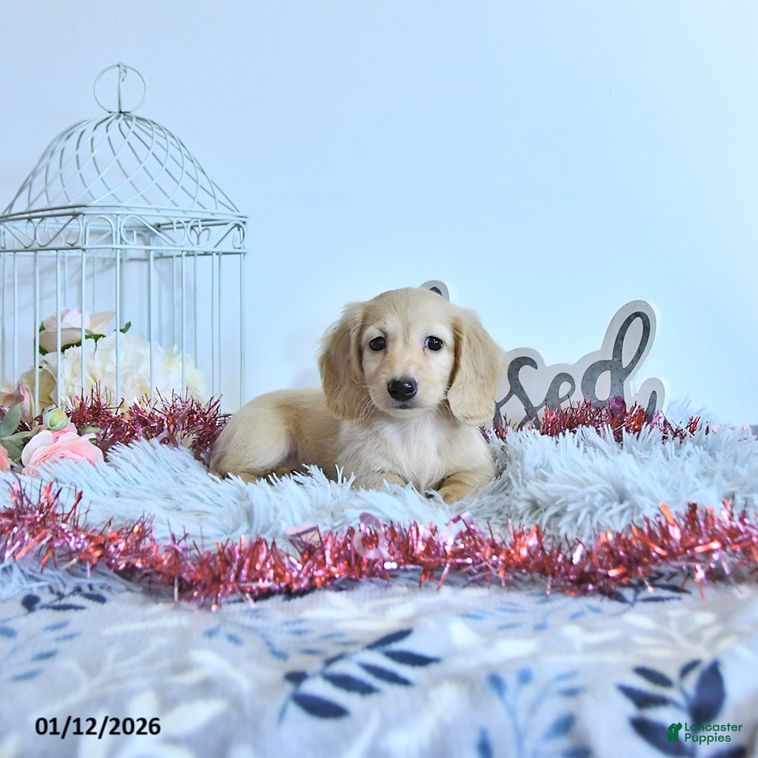 Miniature Dachshund dogs for sale: Winter - Ad 4