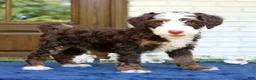 Mini Bernedoodle dogs for sale: Winston  - Ad 1