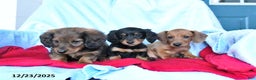 Miniature Dachshund dogs for sale: Moose - Ad 3