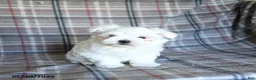 Maltese dogs for sale: Dan  - Ad 1