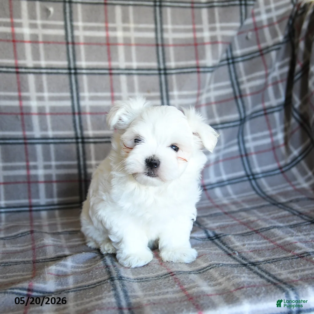 Maltese dogs for sale: Dan  - Ad 1
