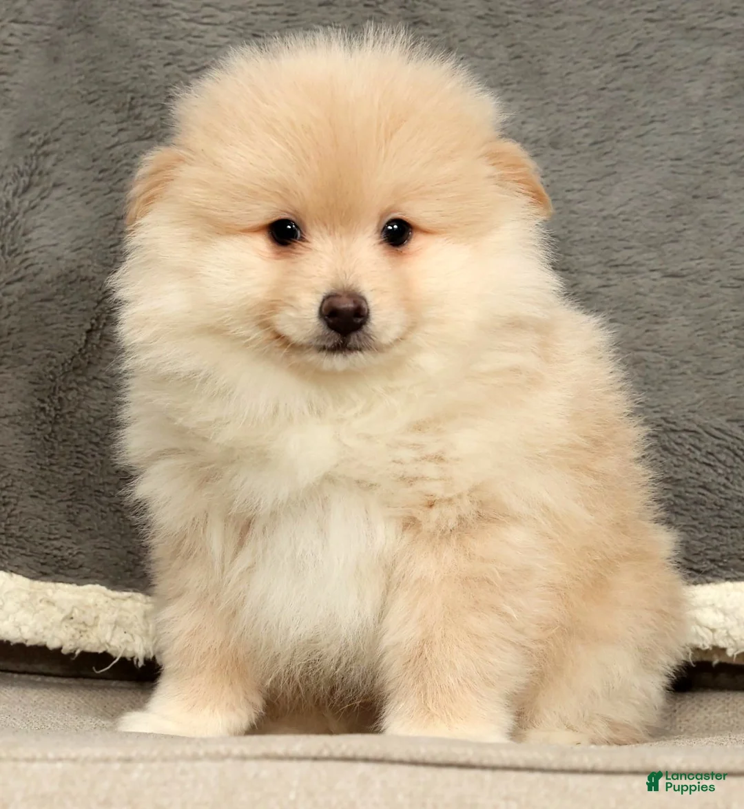 Pomeranian dogs for sale: Bentley - Ad 7