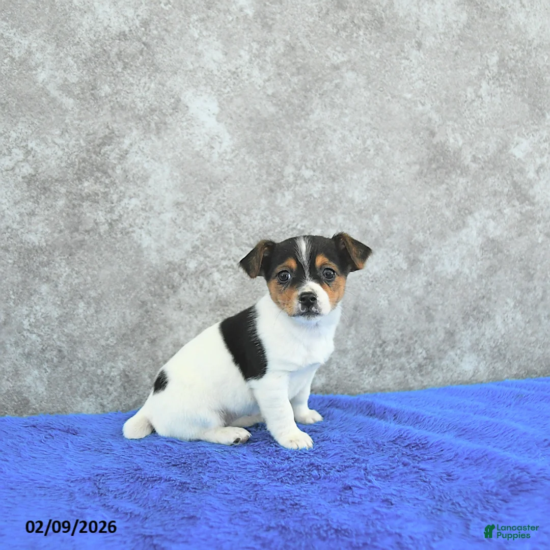 Mixed Breed dogs for sale: Treasure - Ad 3