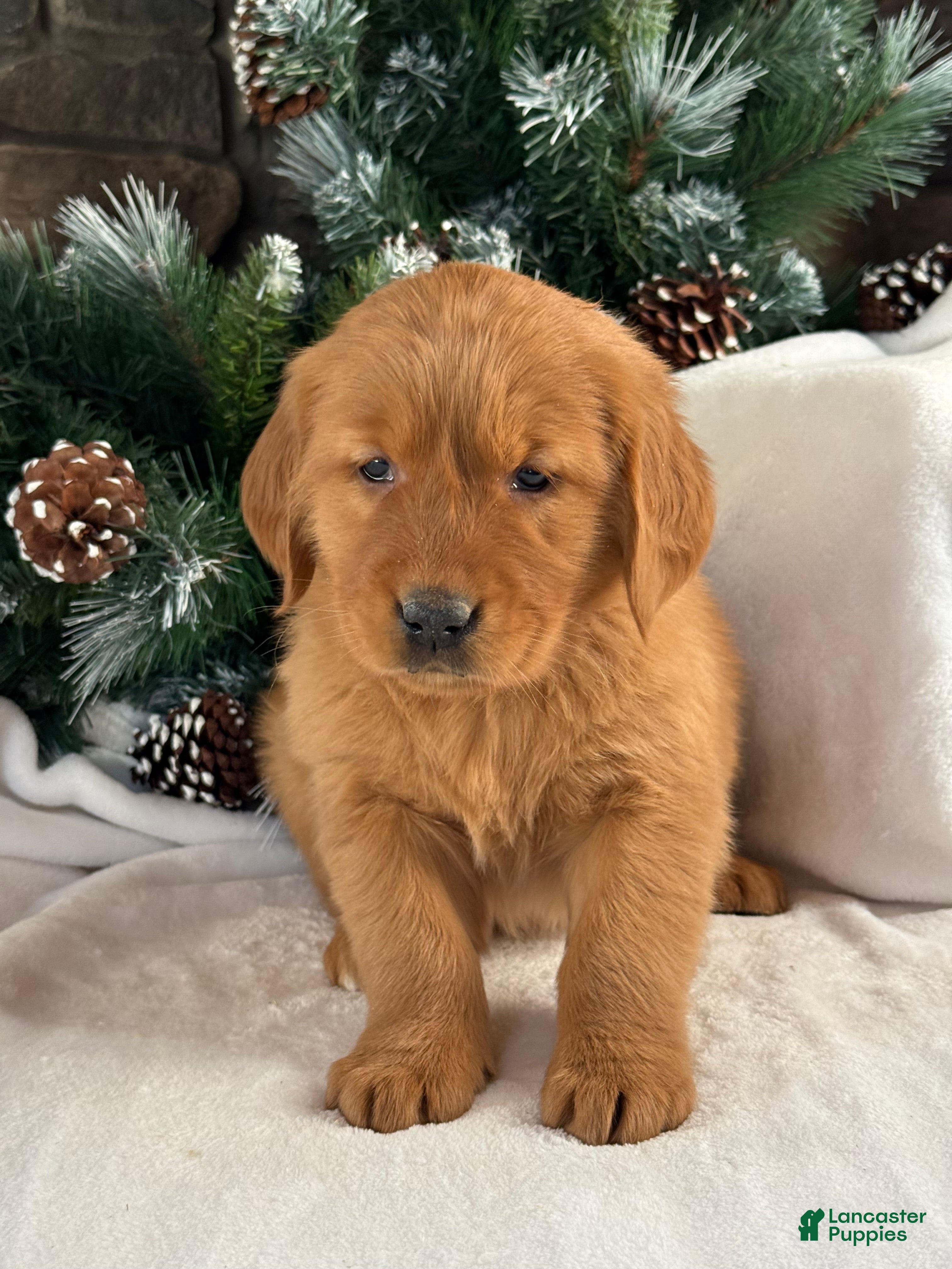 Golden Retriever dogs Lulu - Ad 34