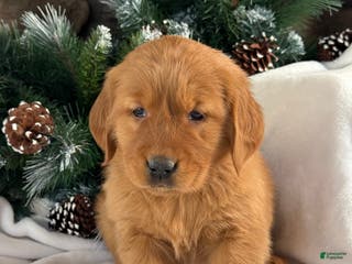 Golden Retriever dogs Lulu - Ad 18