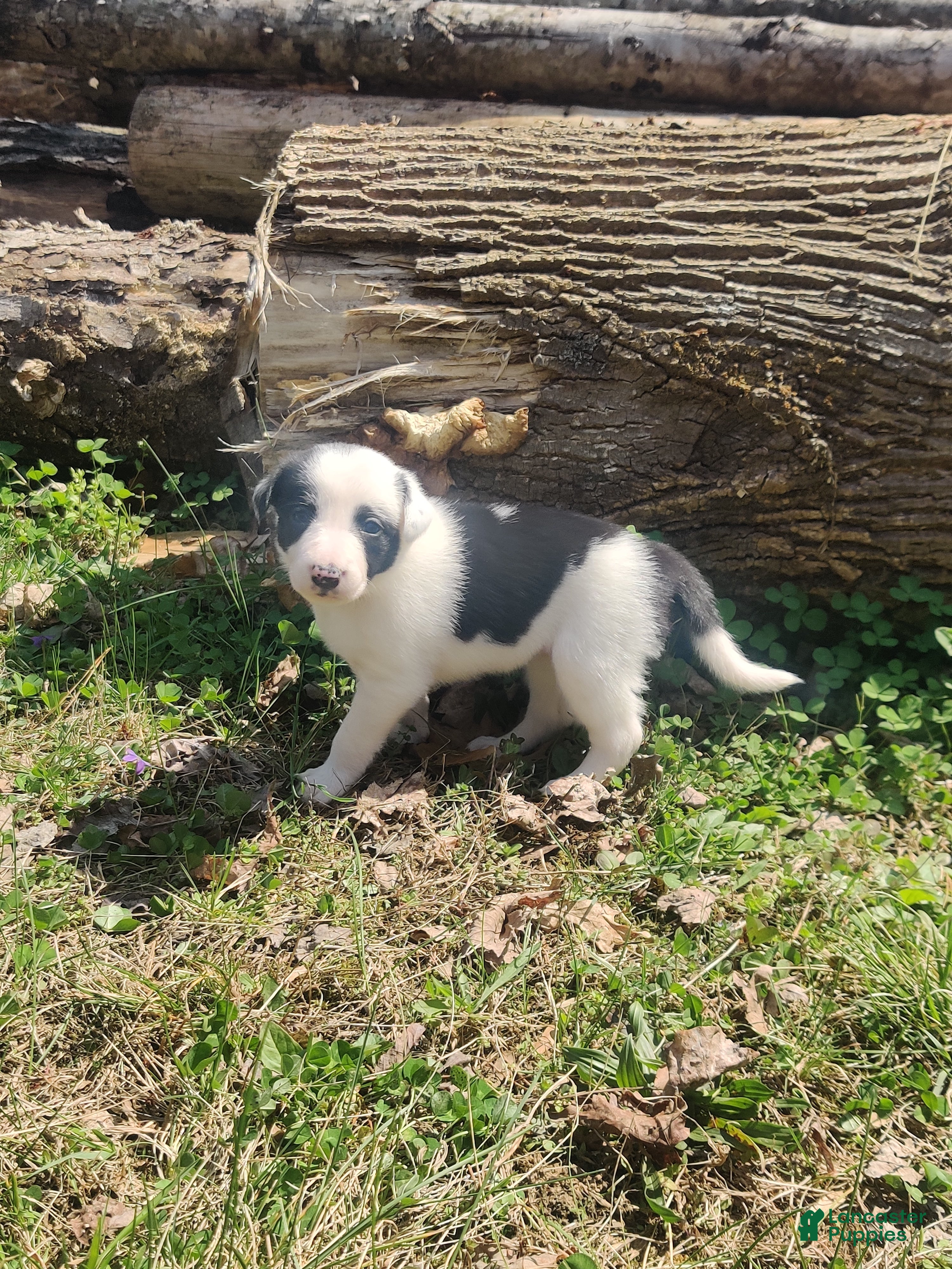 Border Collie dogs Jasmin - Ad 30