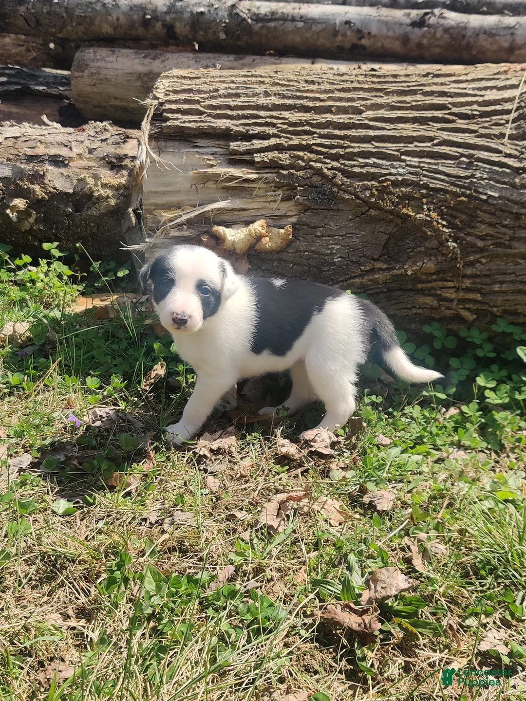 Border Collie dogs for sale: Jasmin - Ad 1