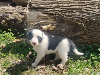 Border Collie dogs Jasmin - Ad 30