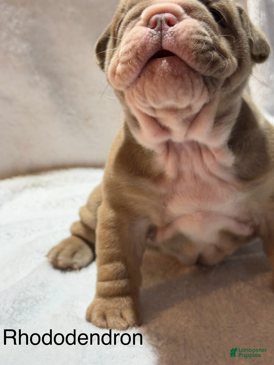 English Bulldog dogs for sale: English Bulldog Puppy 7 - Ad 5