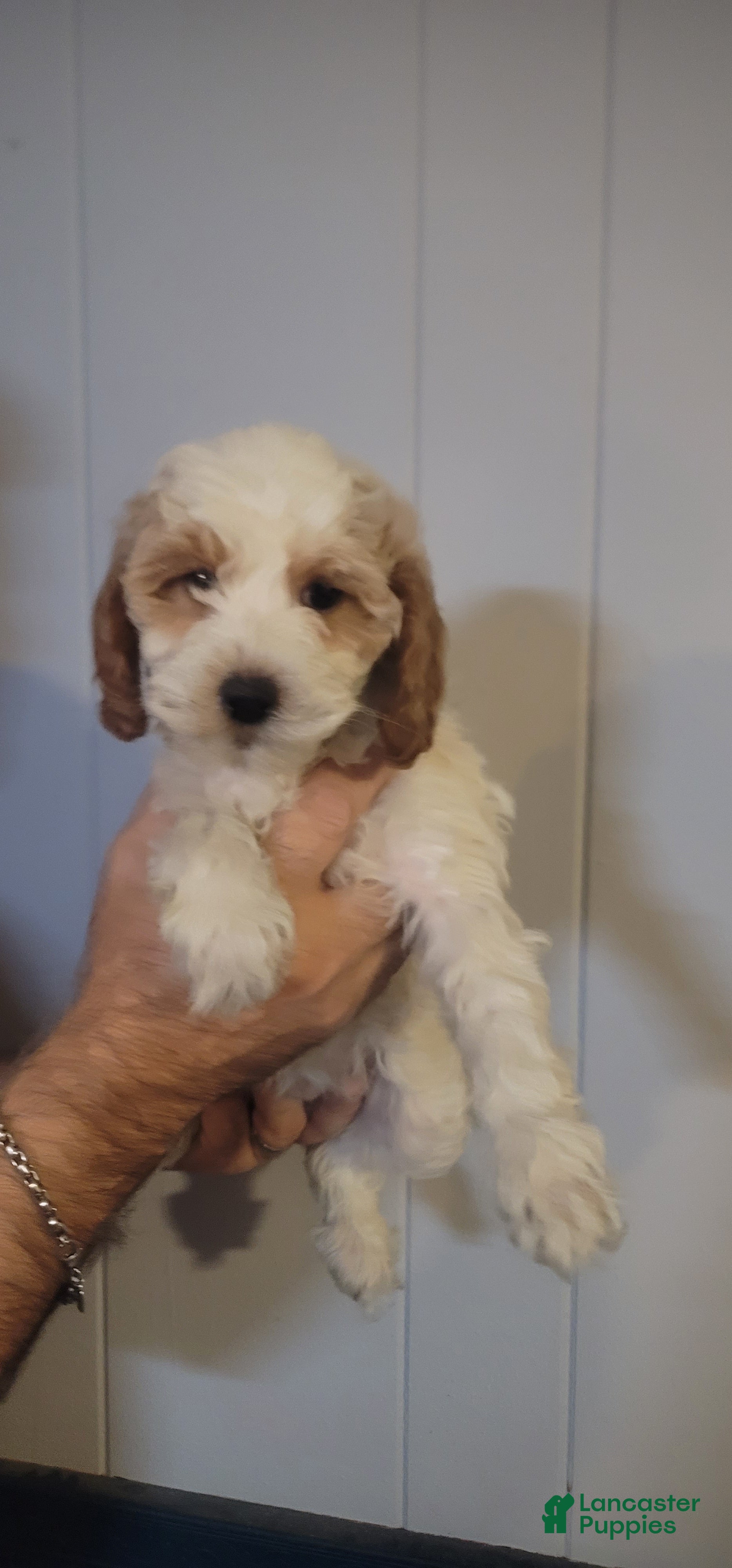 Cavapoo dogs Peawee - Ad 3