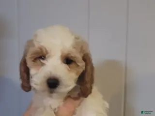 Cavapoo dogs Peawee - Ad 3