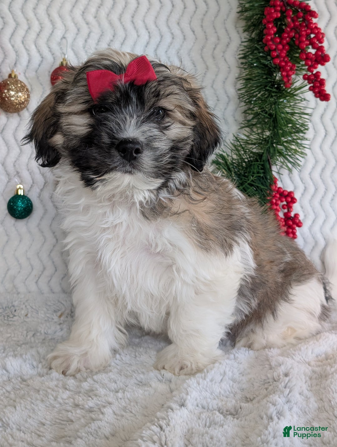 Teddy Bear dogs for sale: Loki - Ad 9