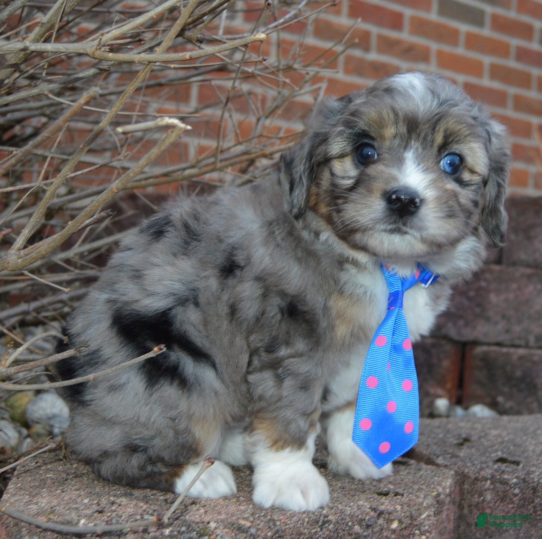 Mini Aussiedoodle dogs for sale: Mini Auggie - Ad 11