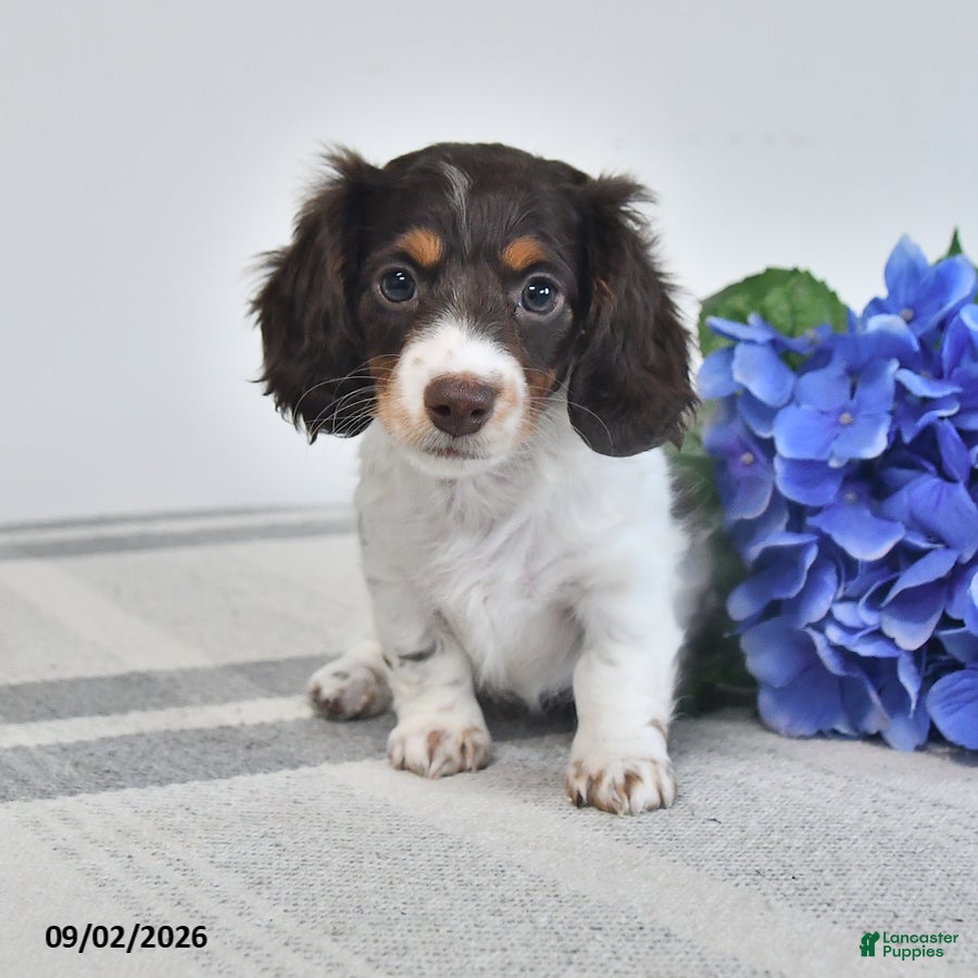 Miniature Dachshund dogs Beverly - Ad 1